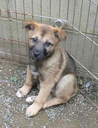 子犬