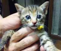 子猫