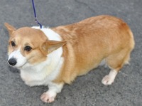 レックス