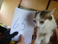 65¤Ê¤Ã¤Ä