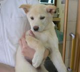 子犬