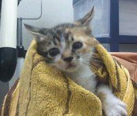 子猫