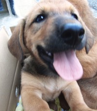 子犬♂