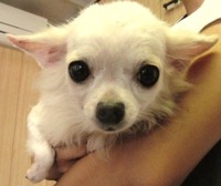 ちどり