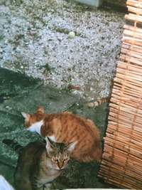 image4
