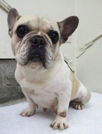 はる