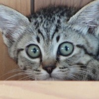へいすけ