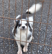 ライノ