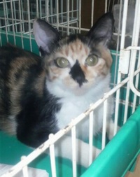 TNR