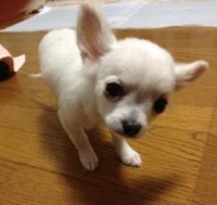 クッピー☆