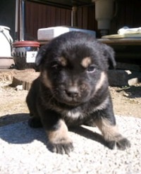 子犬♀3