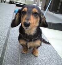 ダックス