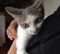 TNRねこ3