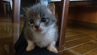 6月6日保護 グレー1仔猫
