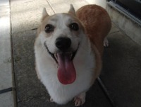 こがね