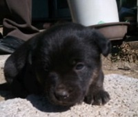 子犬♀2