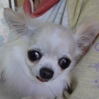 みかん