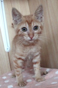 ふくちゃん