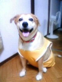 もも