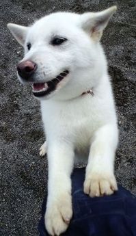 もっちー