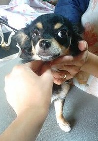 チワワ