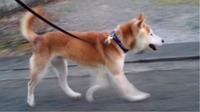 ポン太