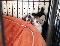 仔猫