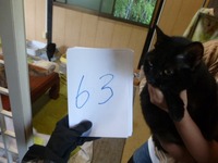 63¤Ò¤á