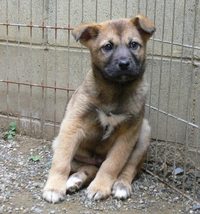 子犬