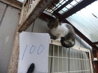 100¤¢¤¤¤µ