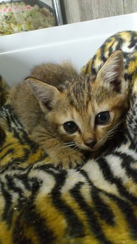 徳田さん きじねこ2