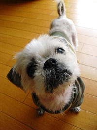 シー