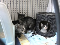 仔猫