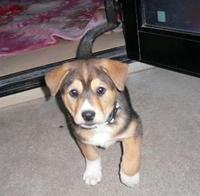 子犬