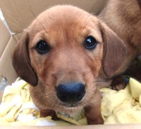 子犬 ♀