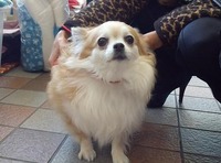 譲渡会1125 マロンちゃん