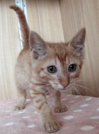 ふくちゃん