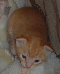 TNR