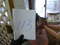 113¤µ¤ó¤À¡¼