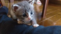 6月6日保護 グレー鼻ピンク仔猫