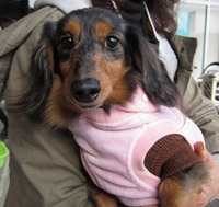 ニシン