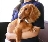 レッド