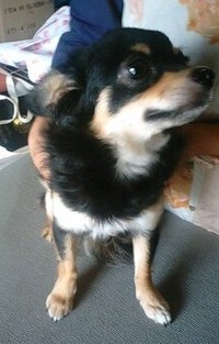 チワワ