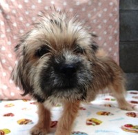 子犬