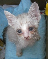 子猫