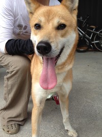 犬