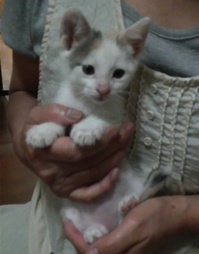 子猫