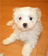 c2子犬
