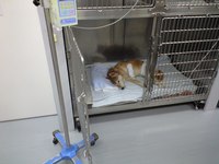 老犬