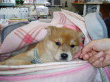 子犬2